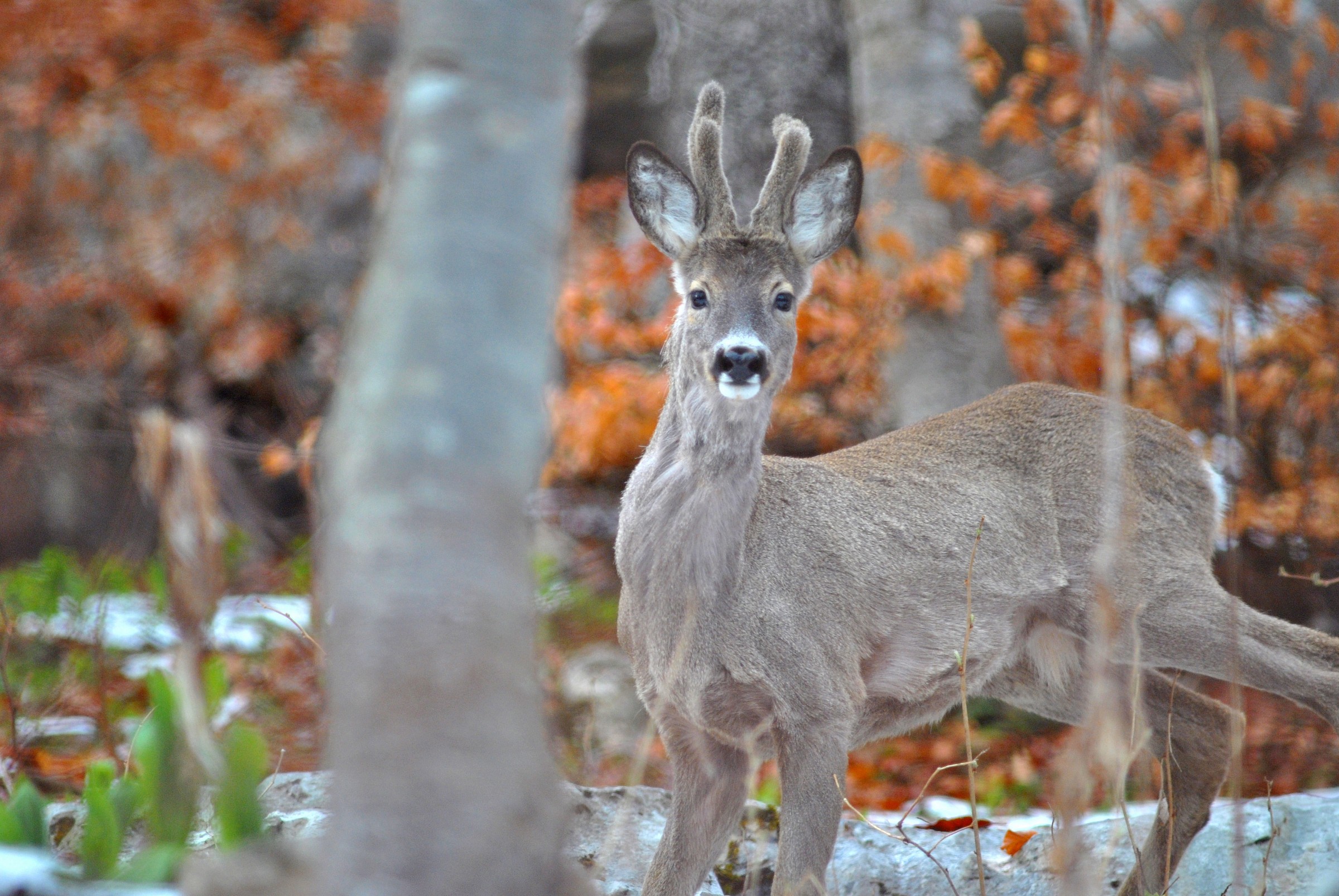 Roe deer in autumn