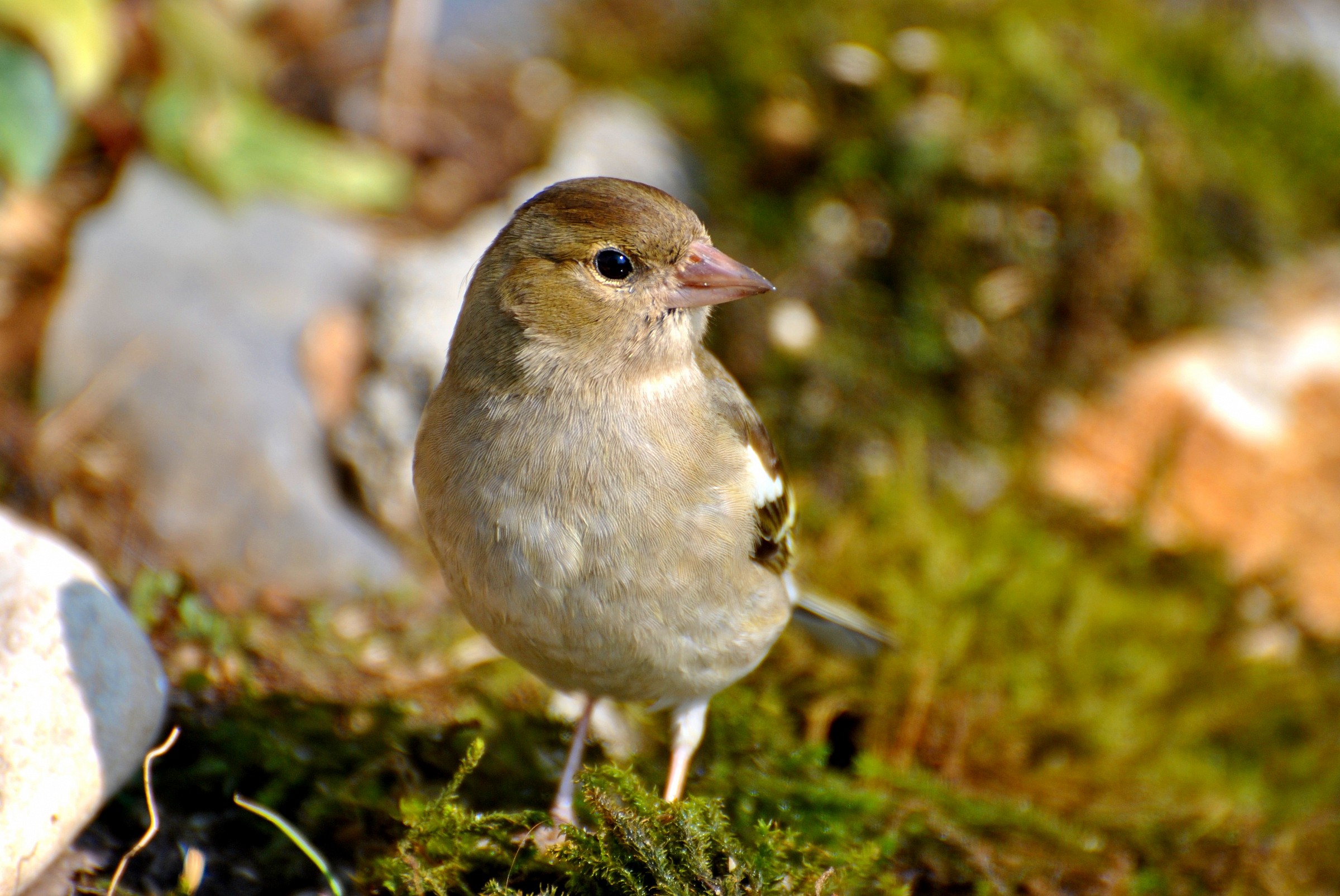 Chaffinch female