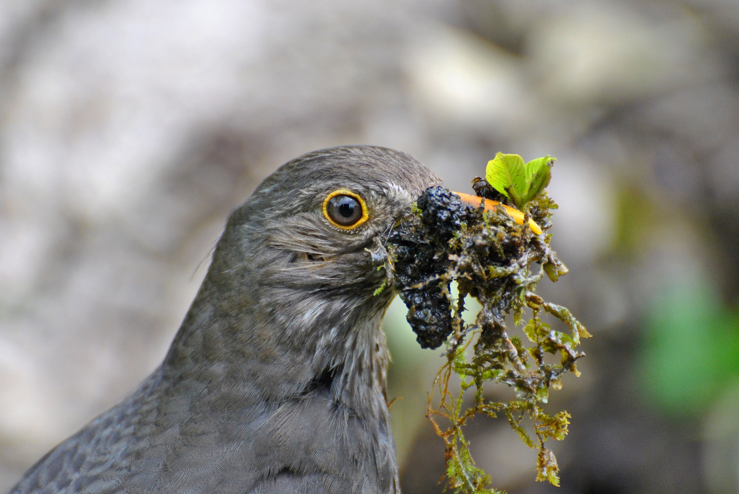 Blackbird female with material for nest building