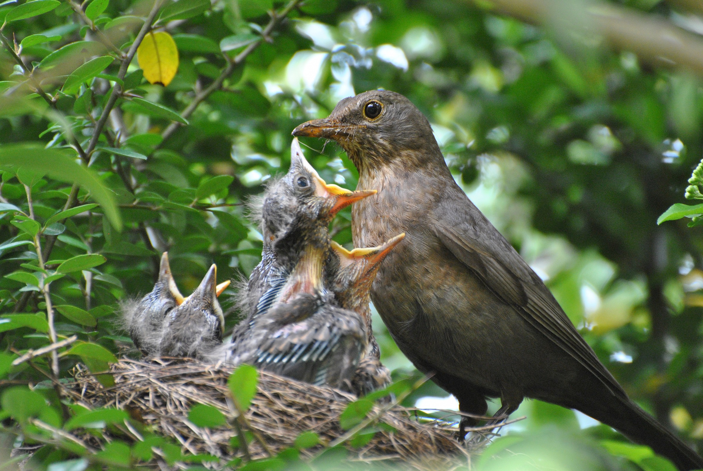 Blackbird nest