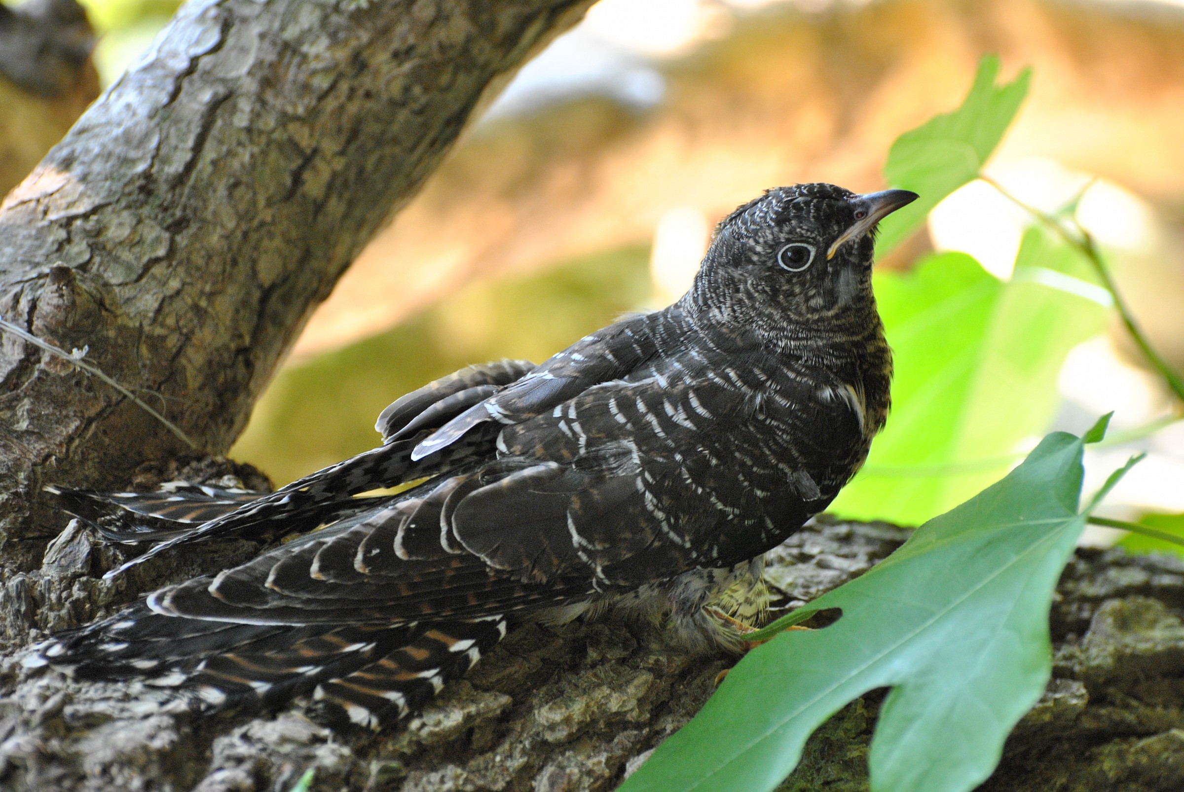 Young cuckoo