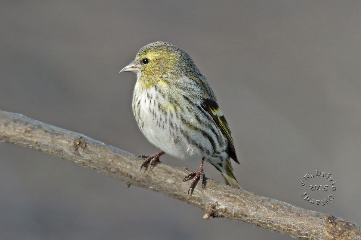 Lucherino f. (Spinus spinus)