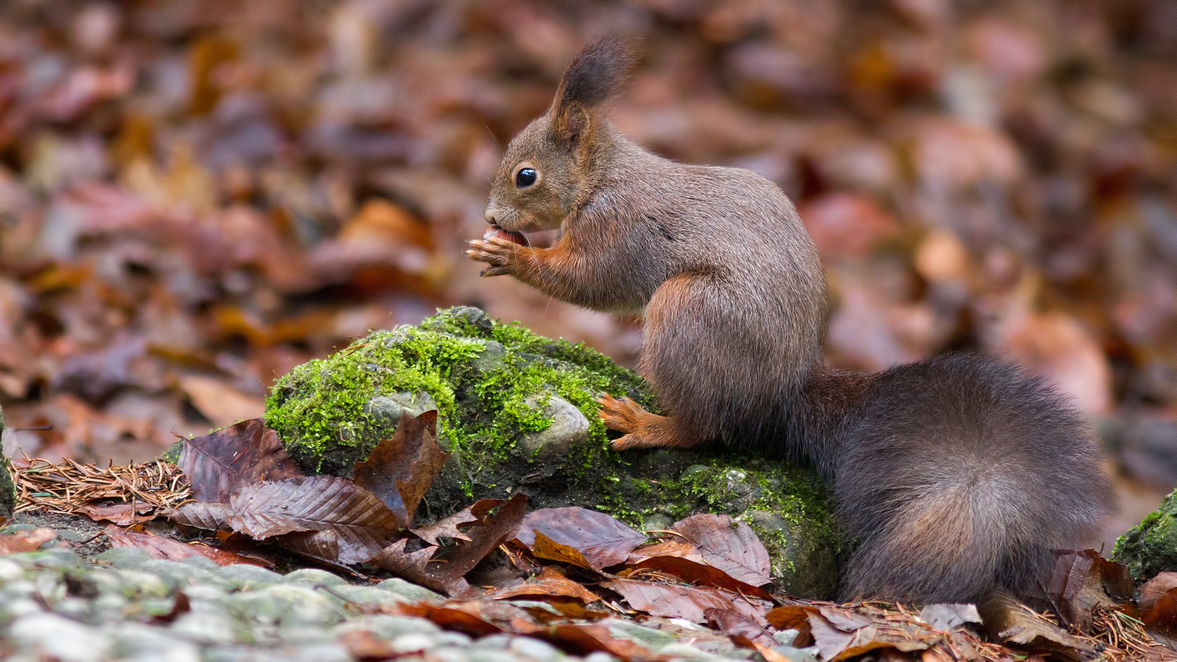 Scoiattolo Rosso (Sciurus Vulgaris)