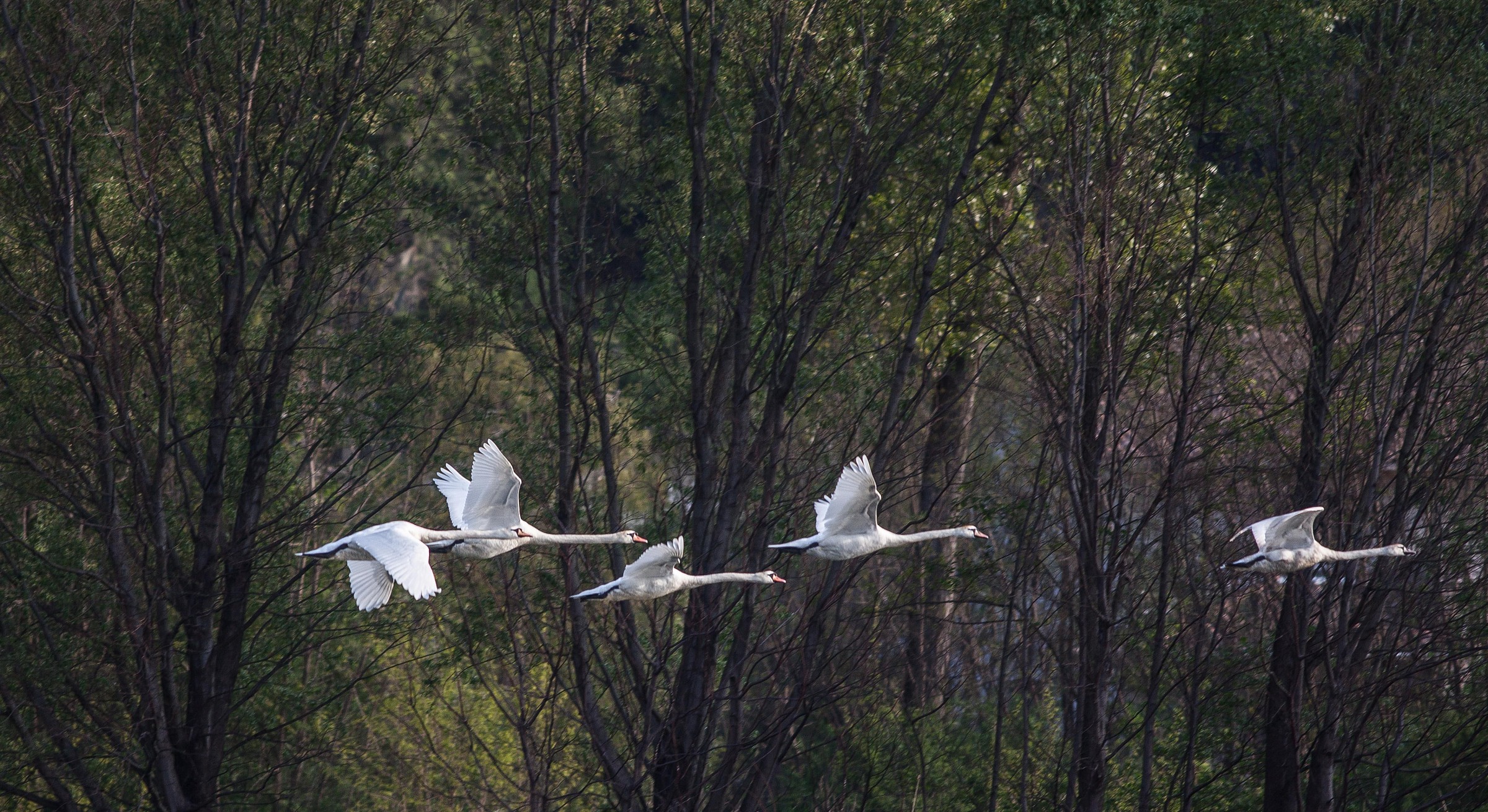 five swans flew north ..