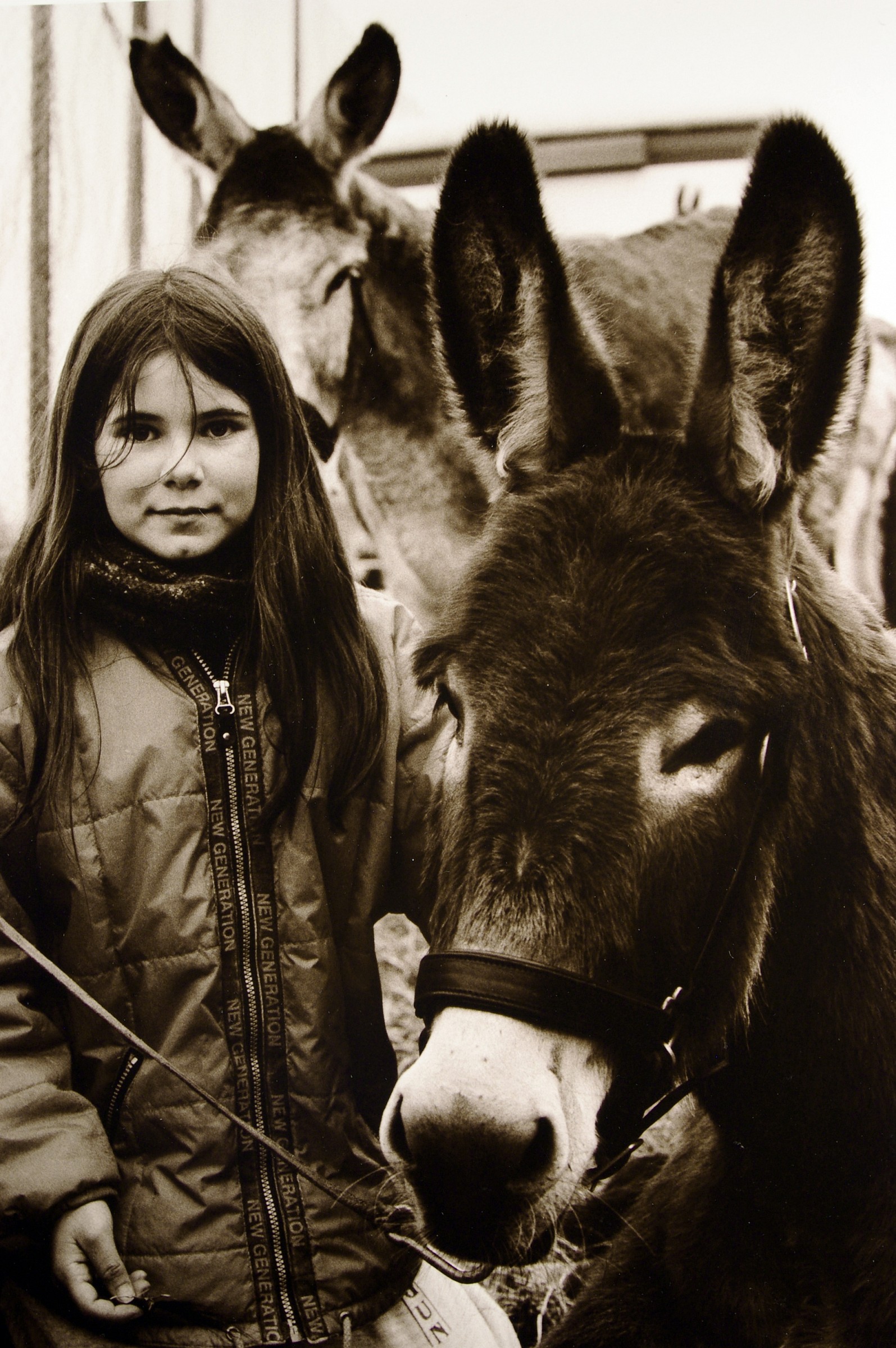 Association donkey protection.