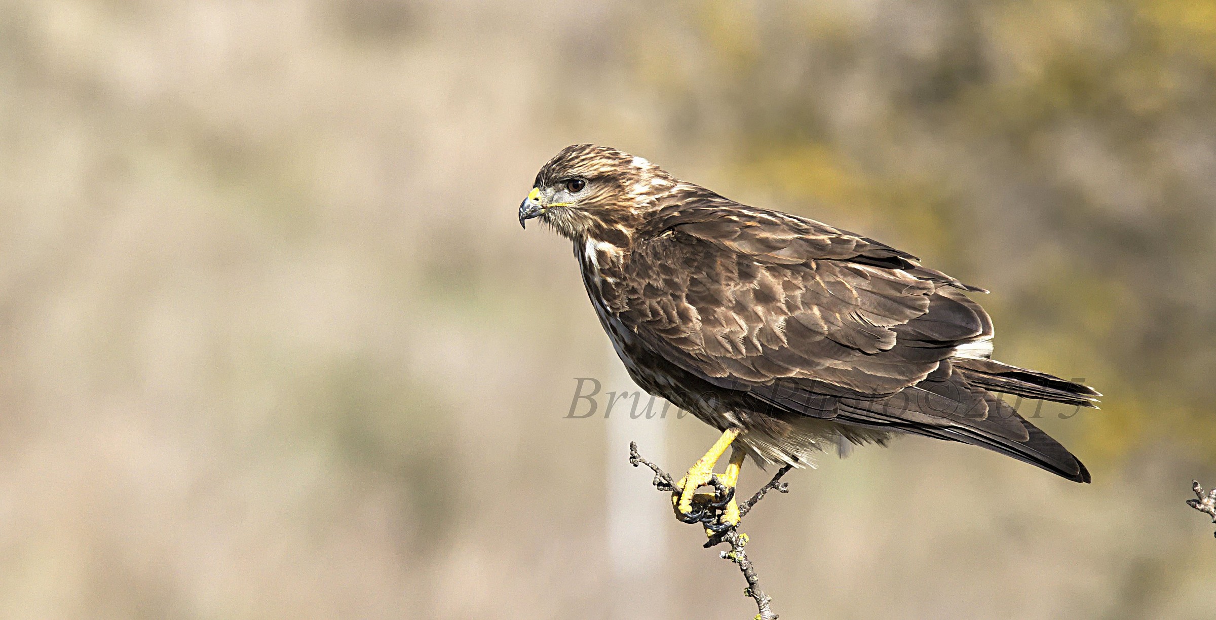 Waiting for prey ...