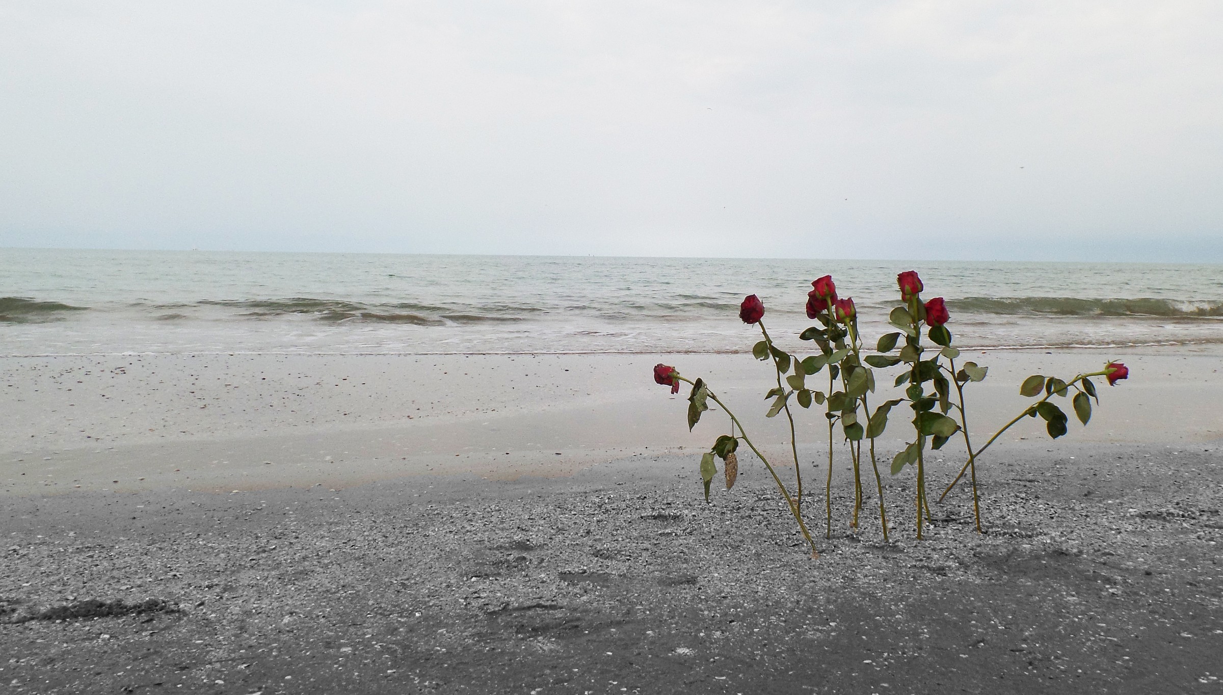 Sea roses