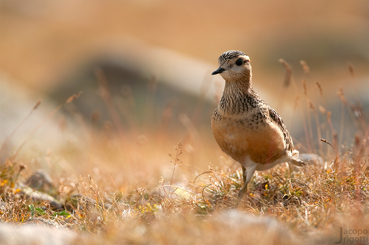 Sfilata in controluce