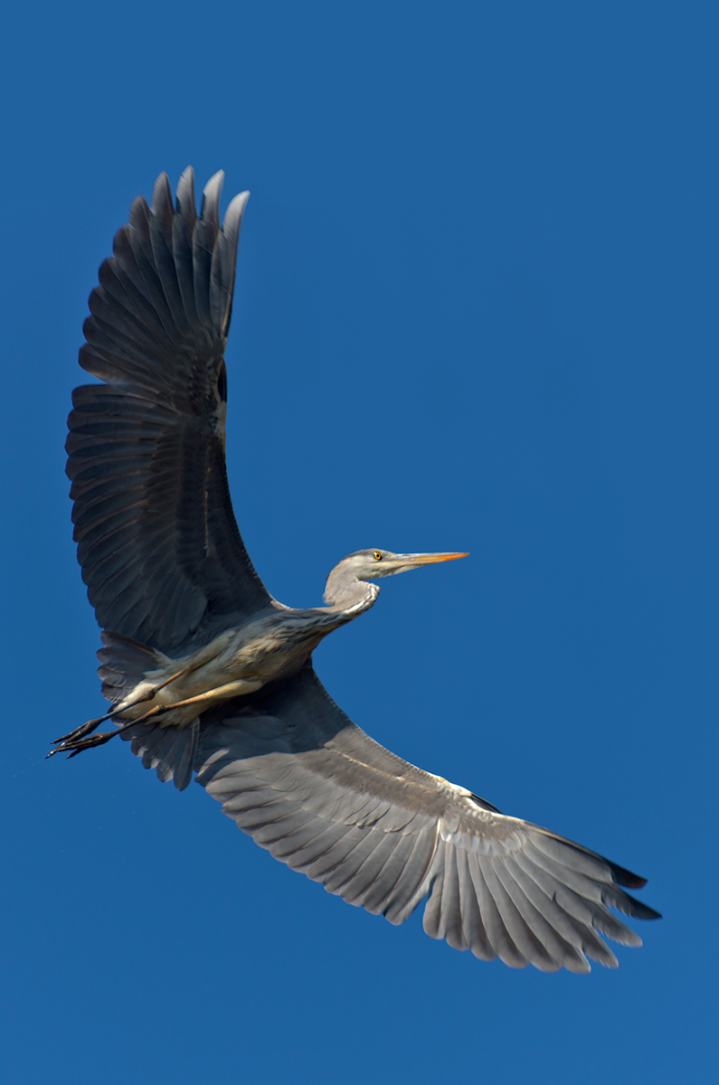 Ardea cinerea (Linnaeus, 1758) - Ardeidae