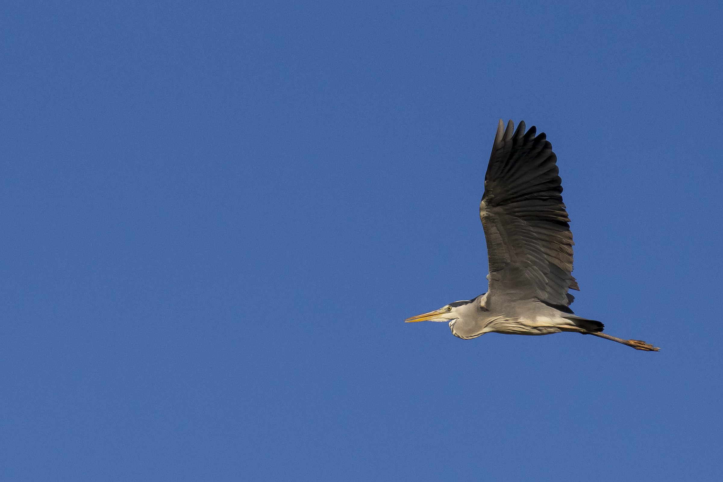 gray heron