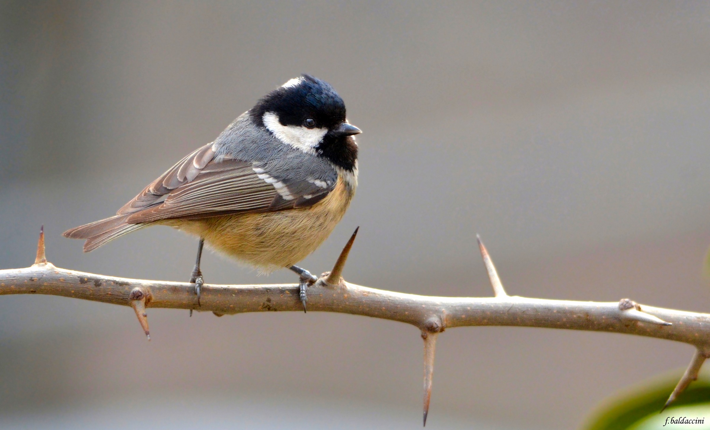 the coal tit