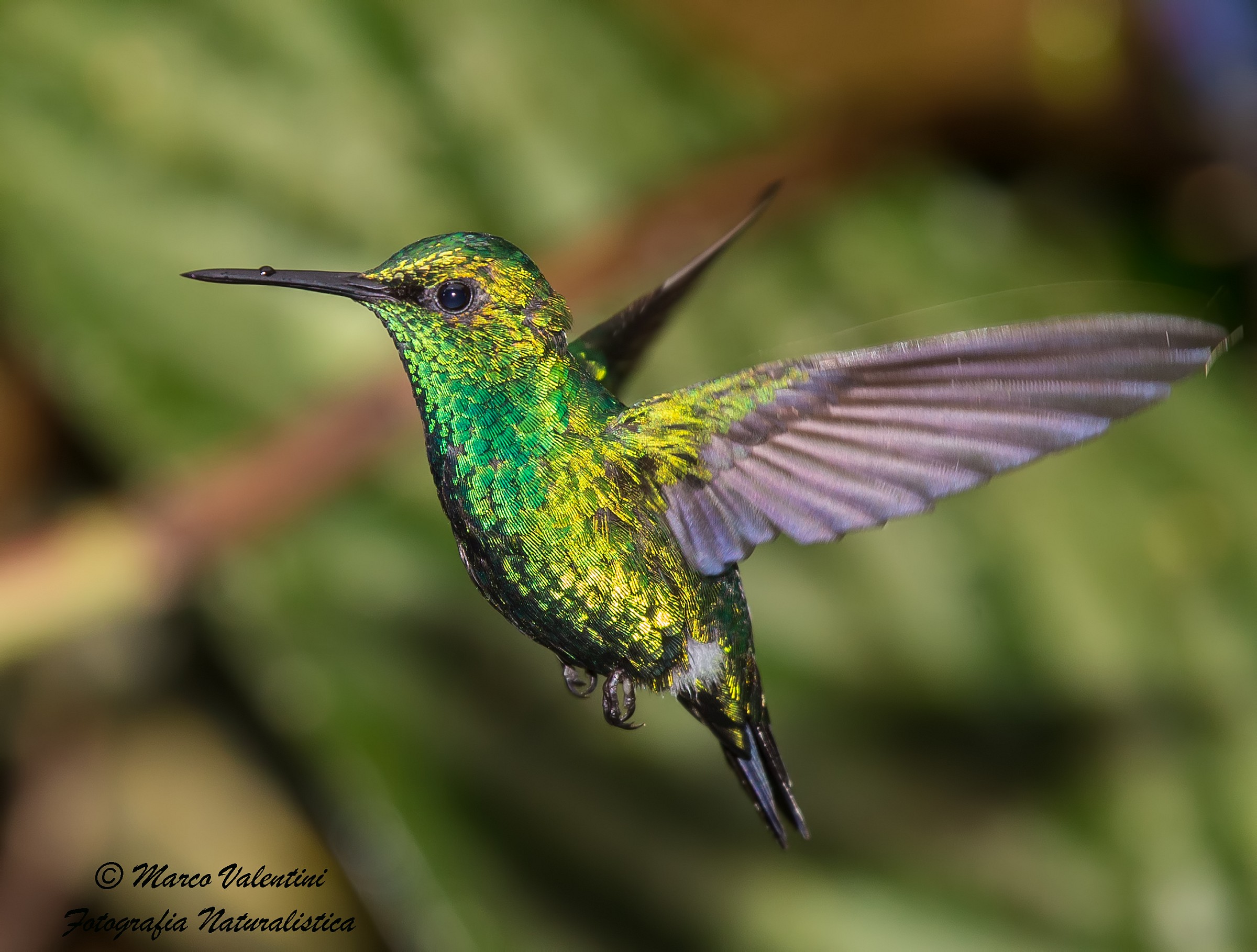 Western emerald in volo