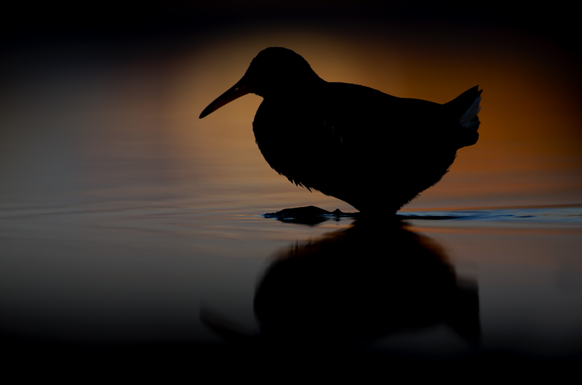Backlight (water rail)