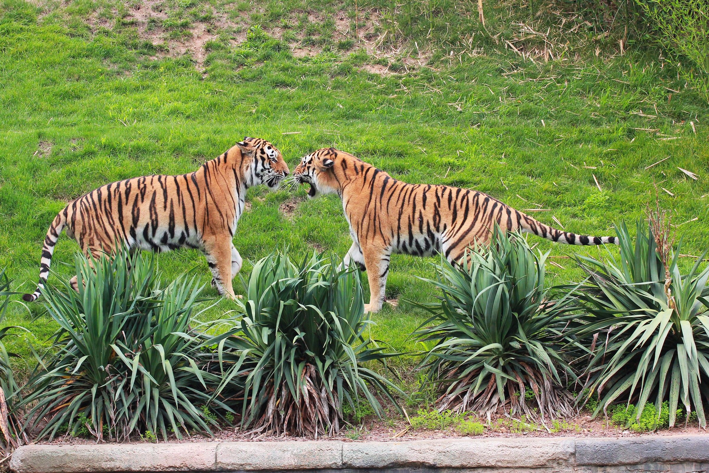 Tigers playing