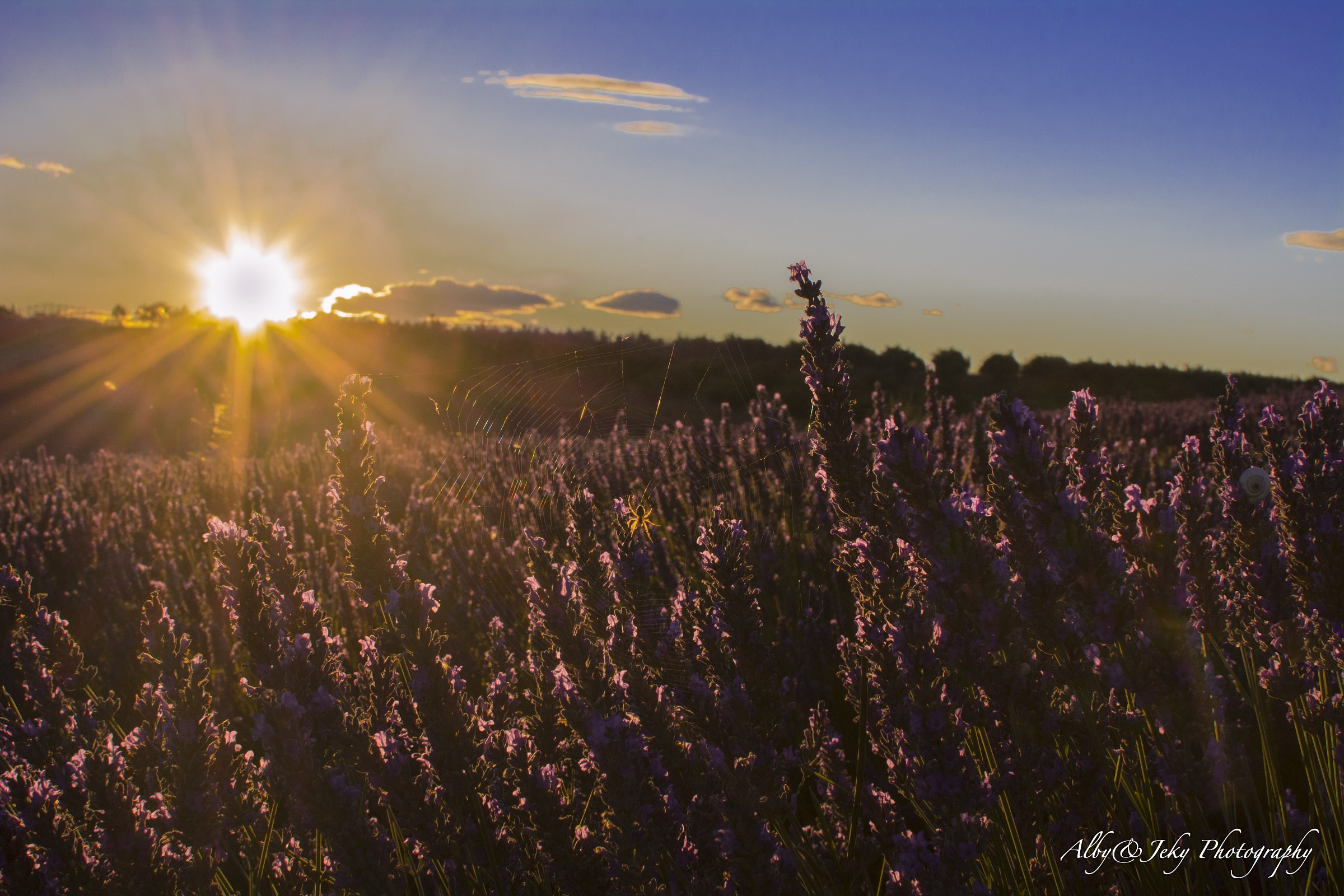 Valensole