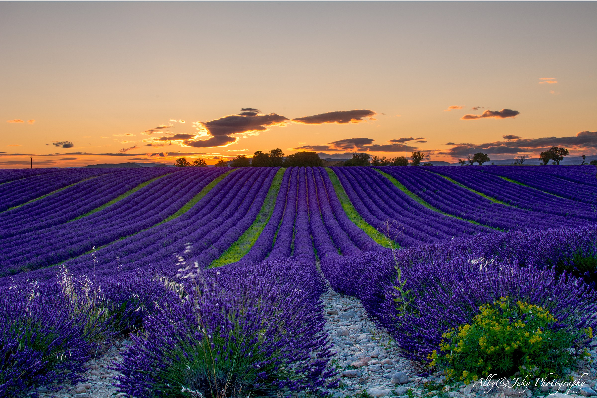 Tubes of lavender