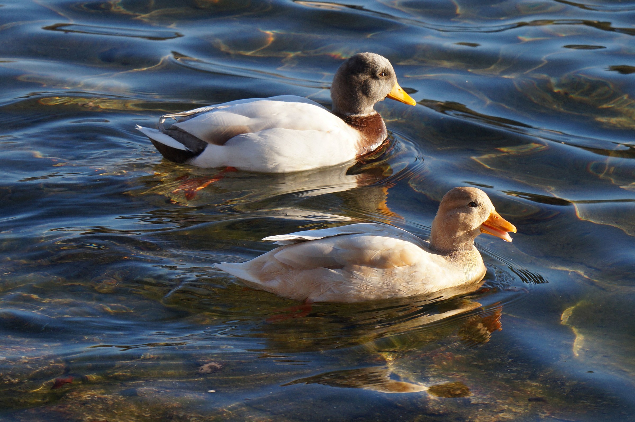 Coppia di germani reali soggetti a mutazione Isabella