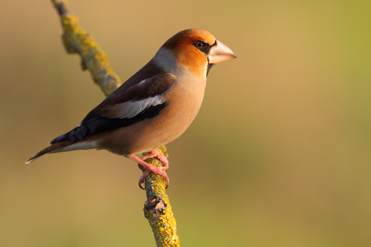 Hawfinch