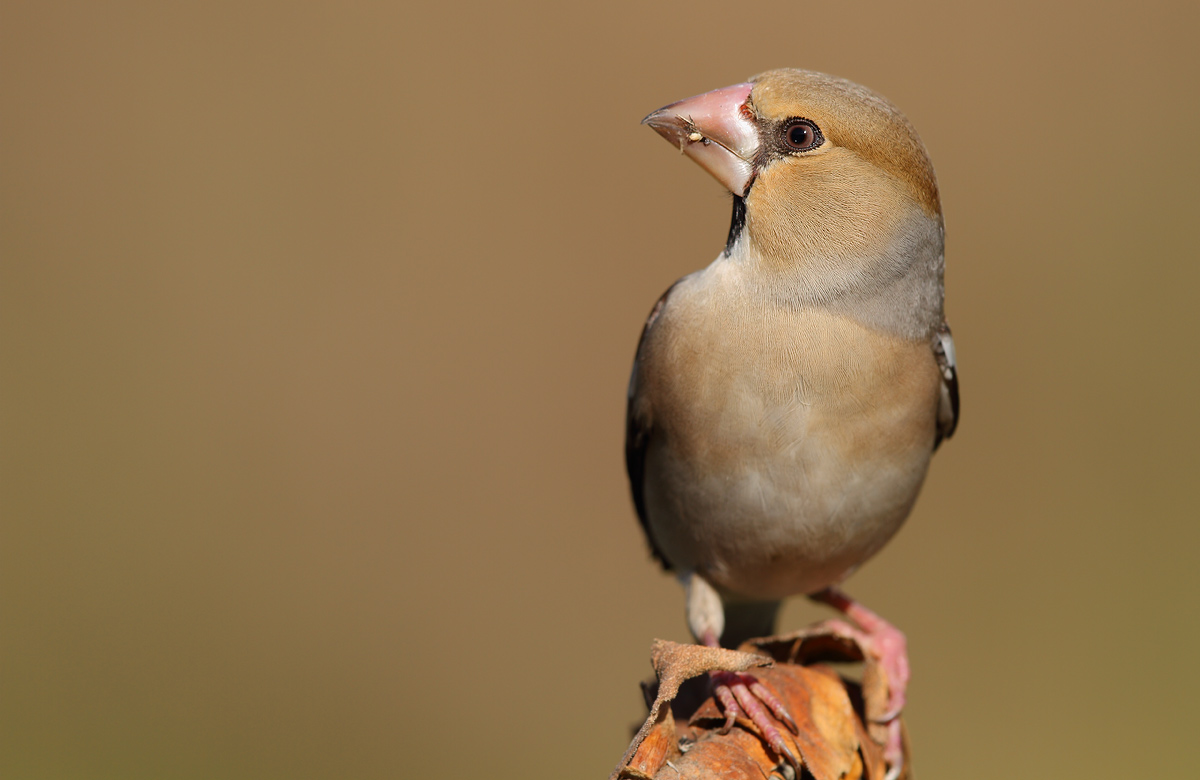 Hawfinch