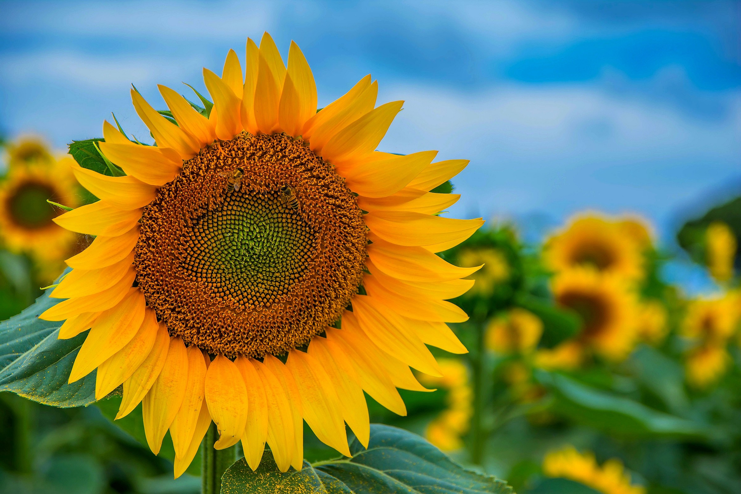 Sunflowers in Maremma