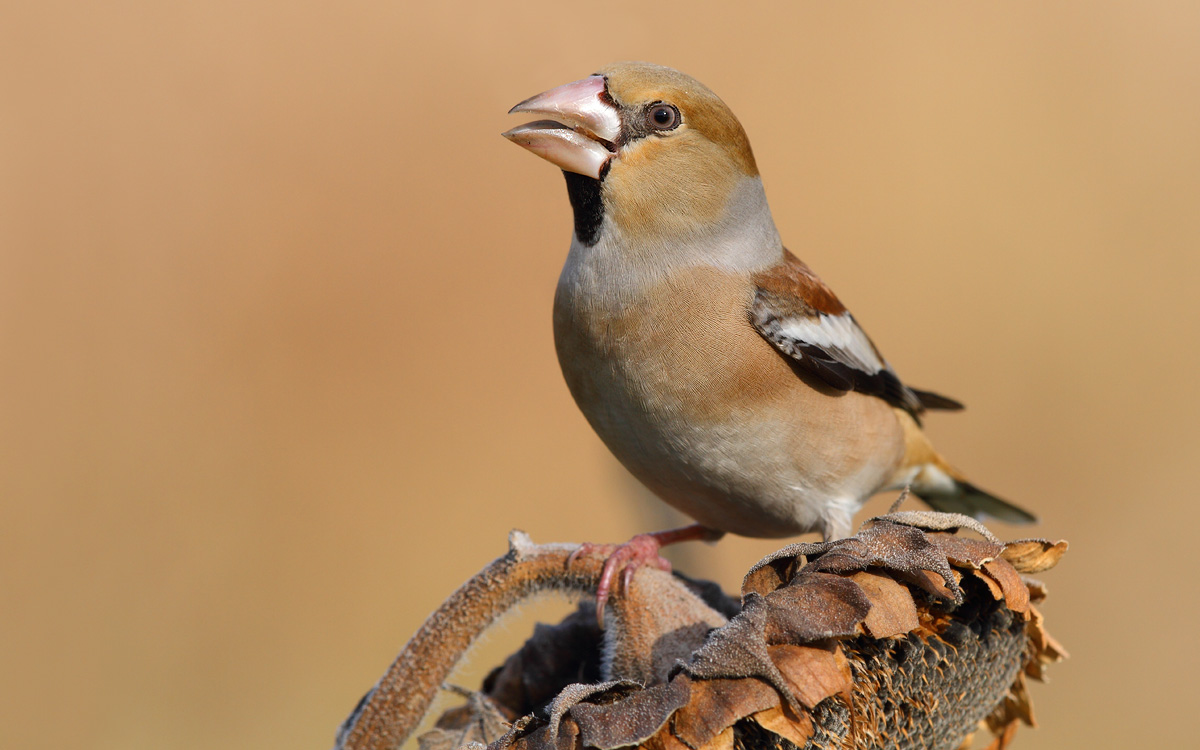 Hawfinch