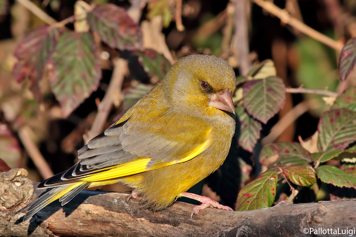 Greenfinch (Carduelis chloris)