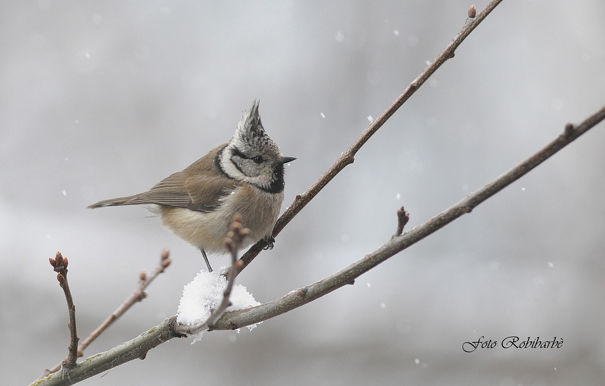 Cincia dal ciuffo....