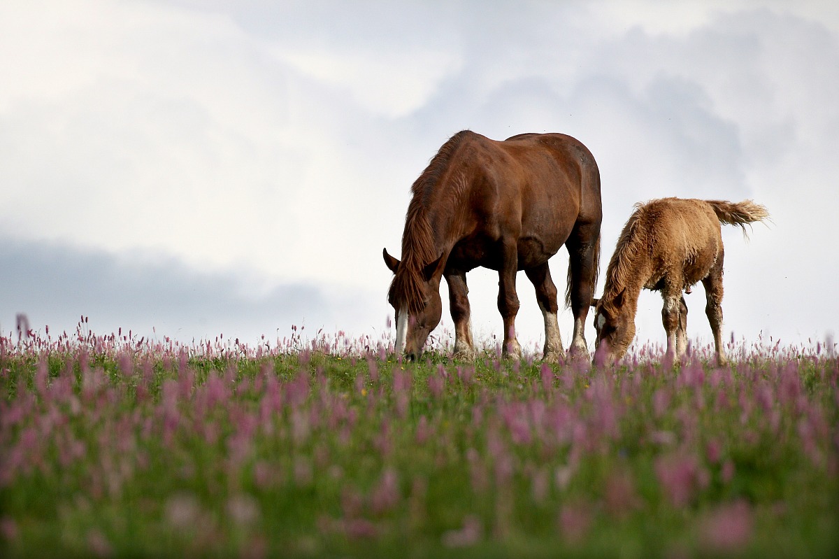Camargue of 7 municipalities
