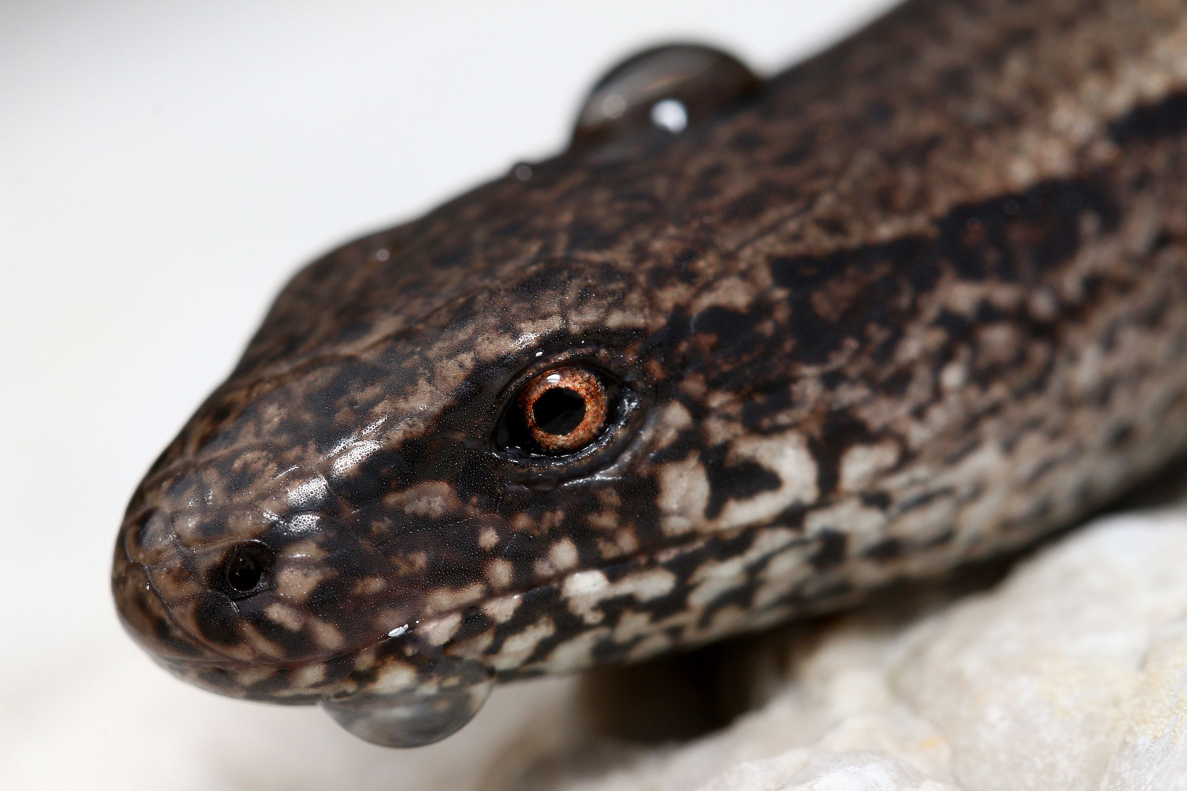 Solitary in the creek