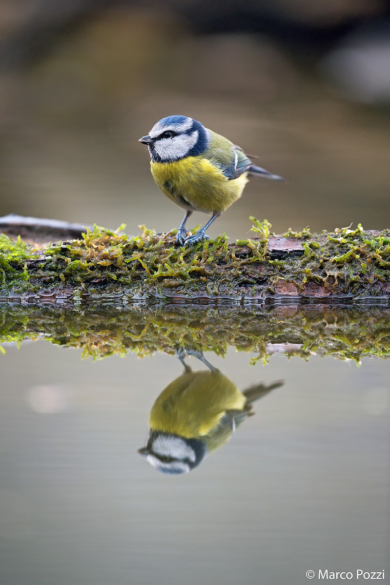 Tit reflected