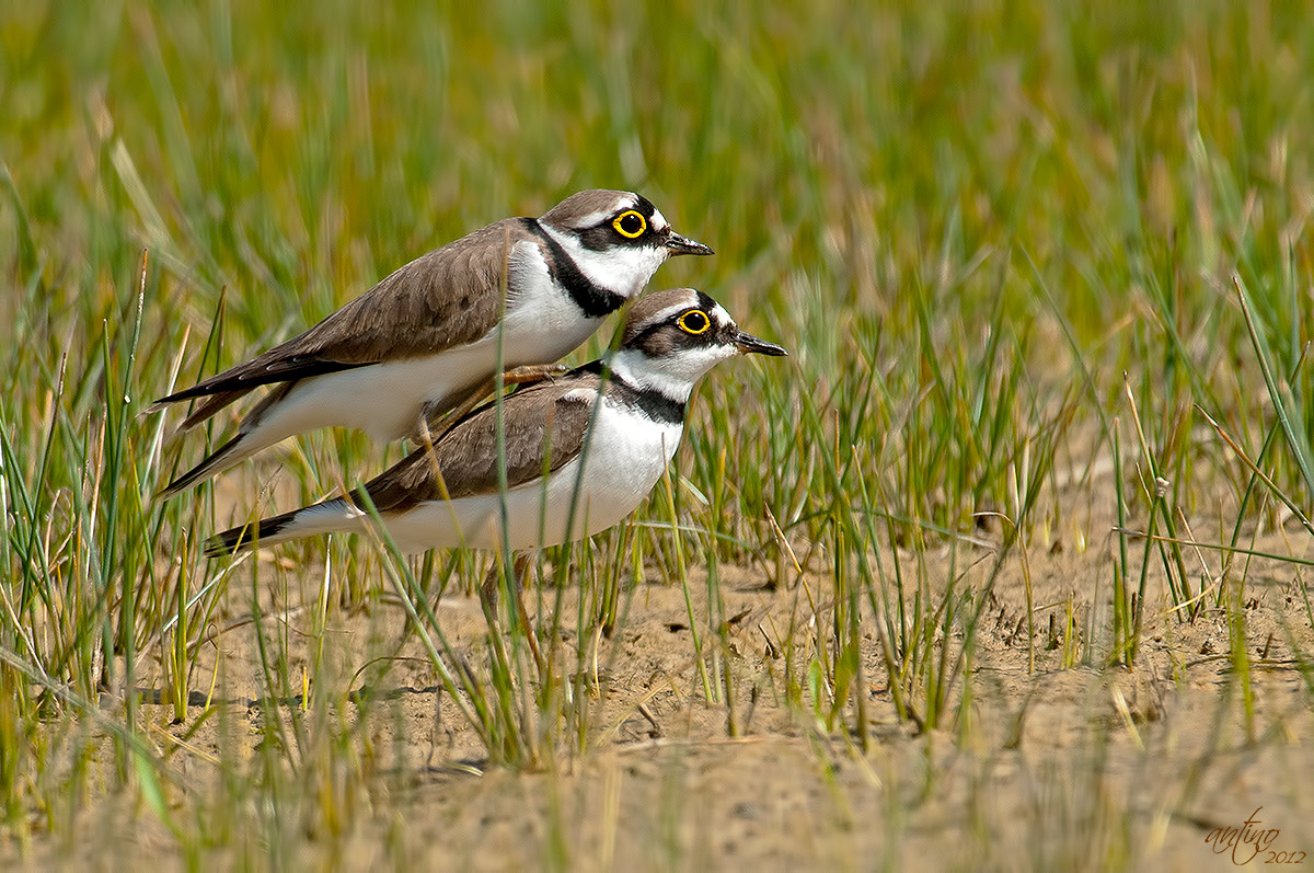 Two couriers in small coupling