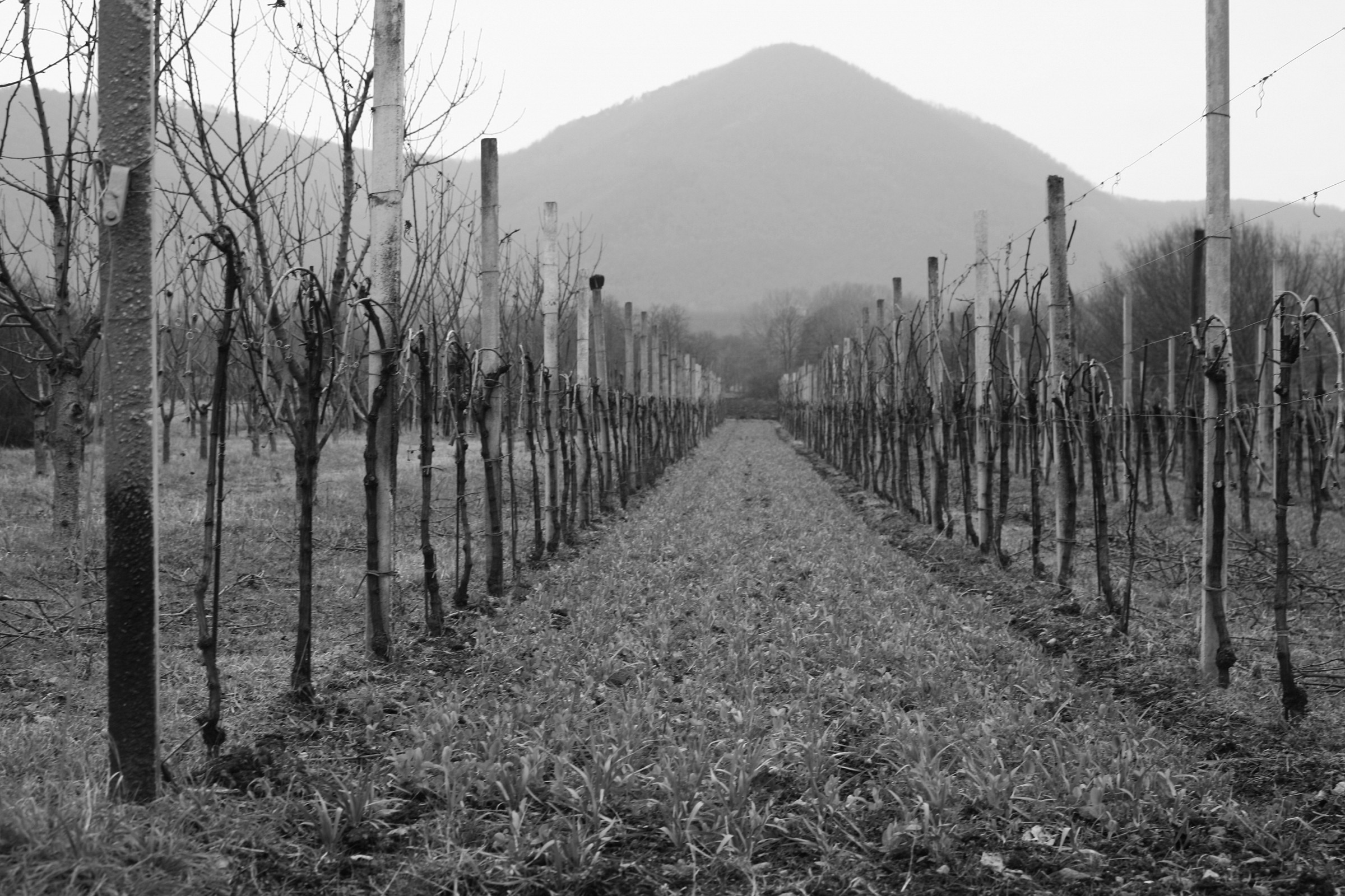 vigneto