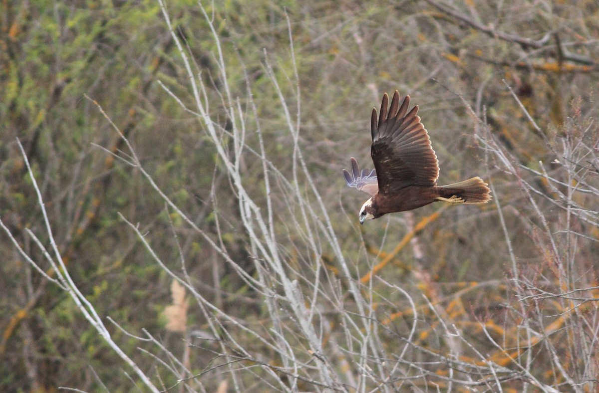 First shots with Canon 400 f/5.6