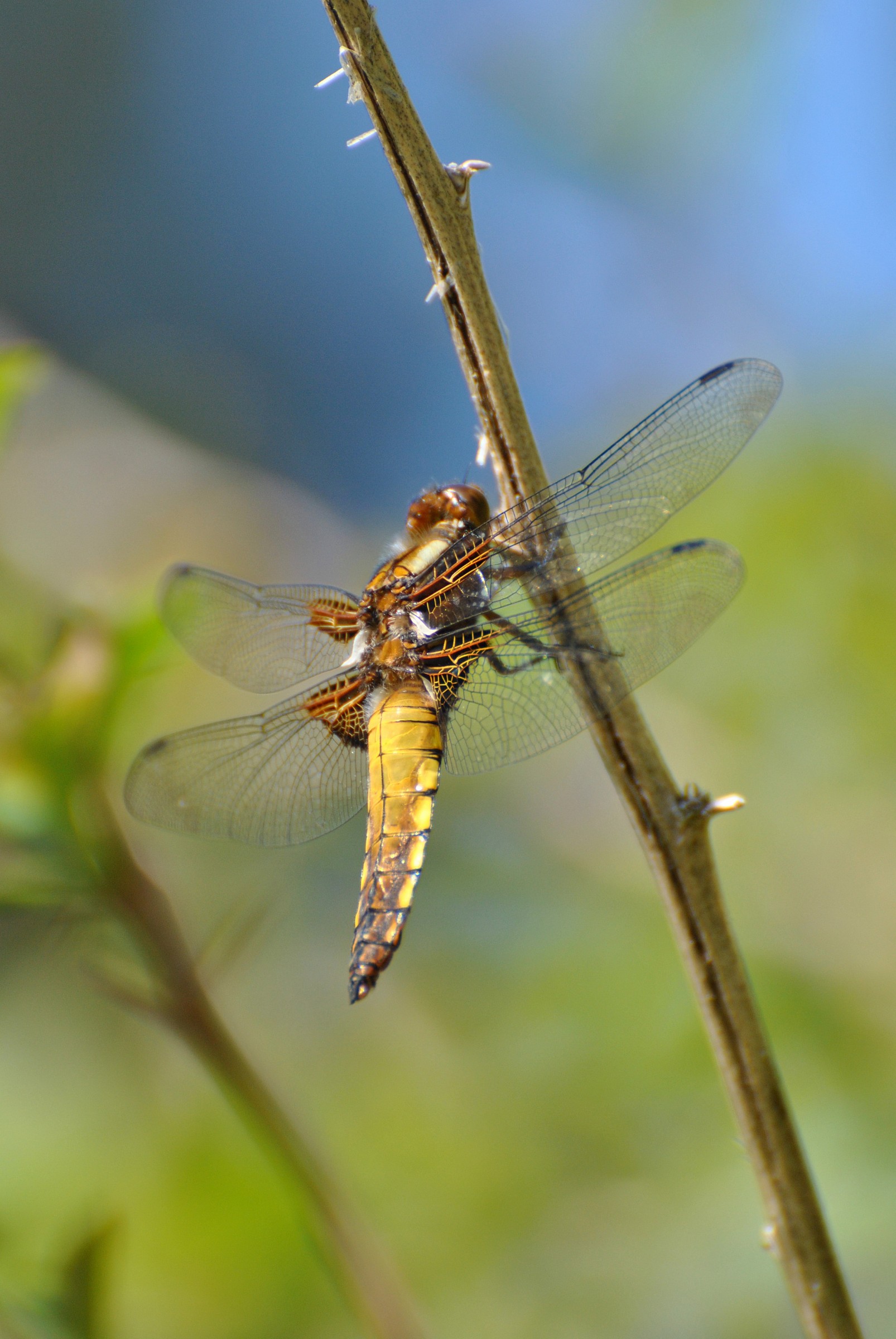 Libellula