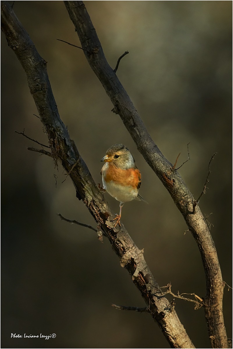 Brambling
