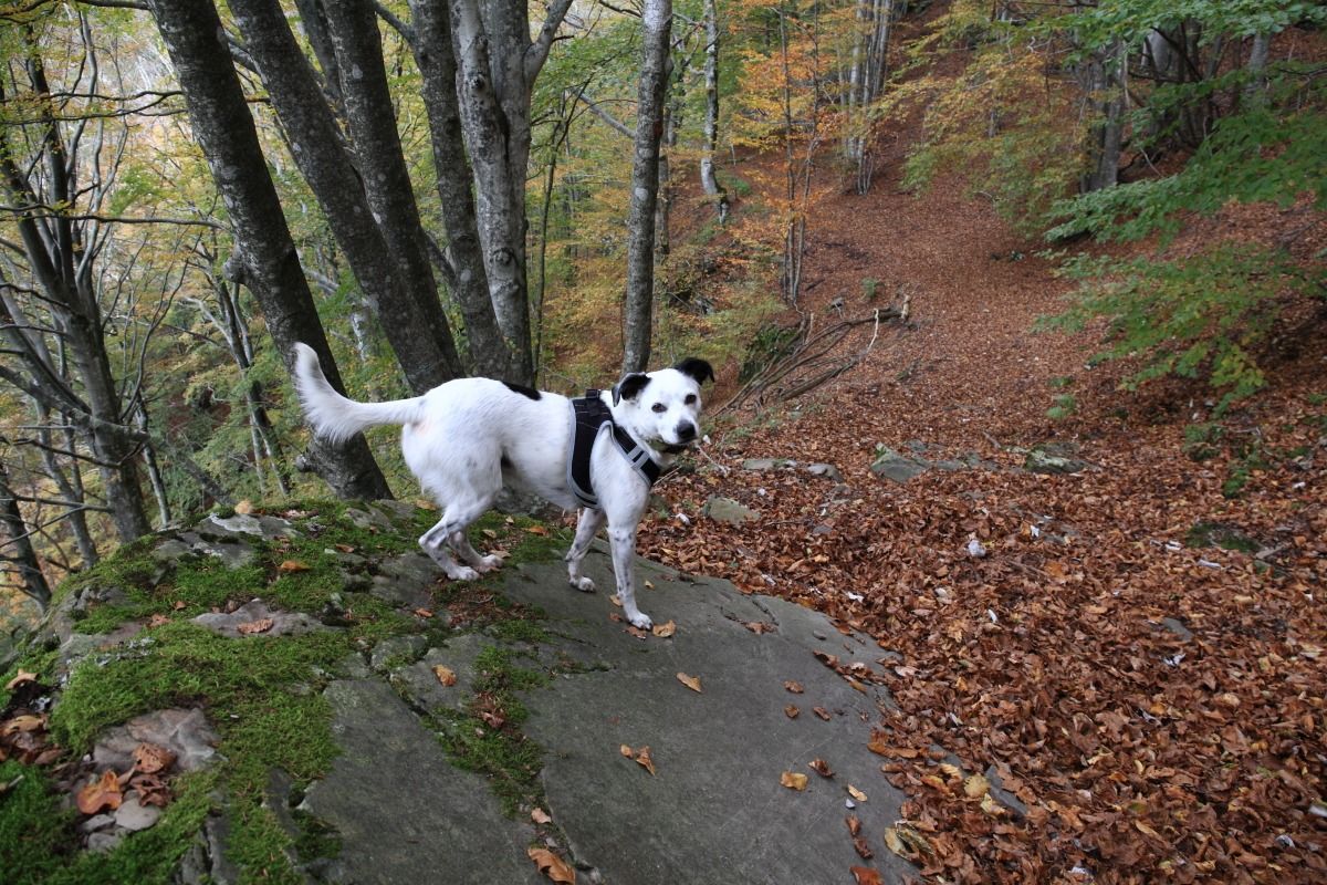 Febo, compagno fedele