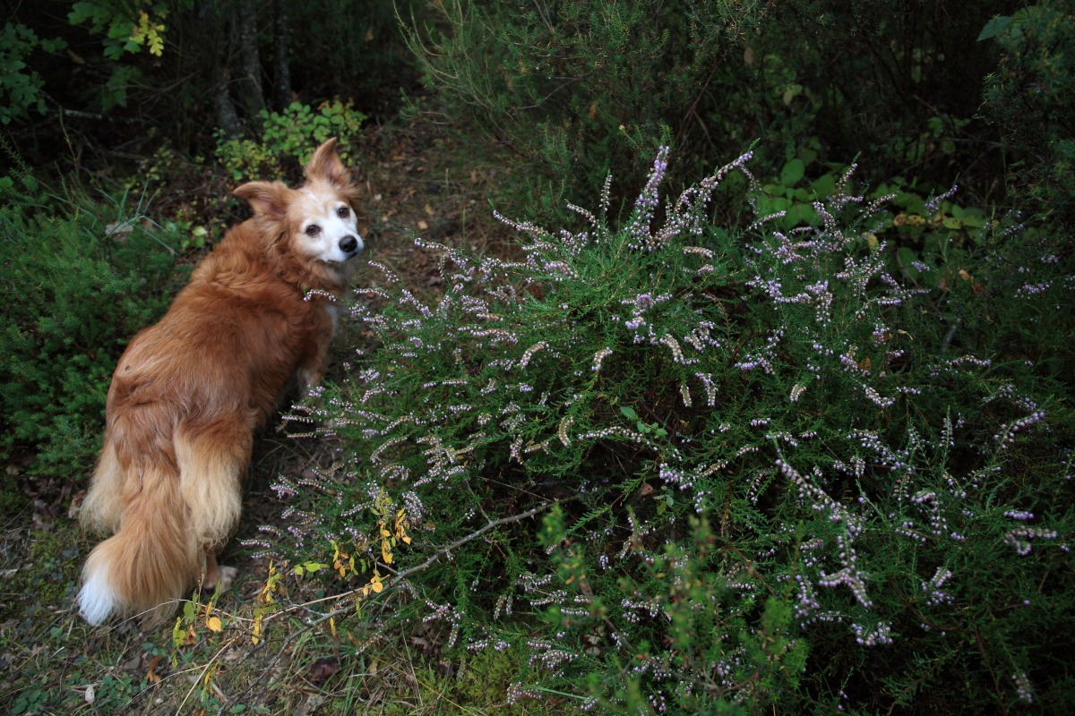 Milly and heather in bloom