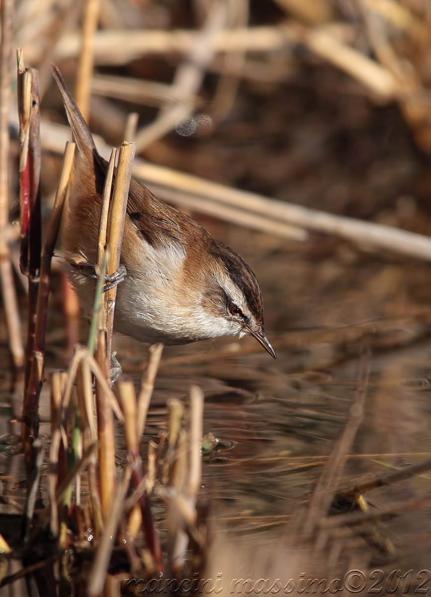 Forapaglia castagnolo(Acrocephalus melanopogon)