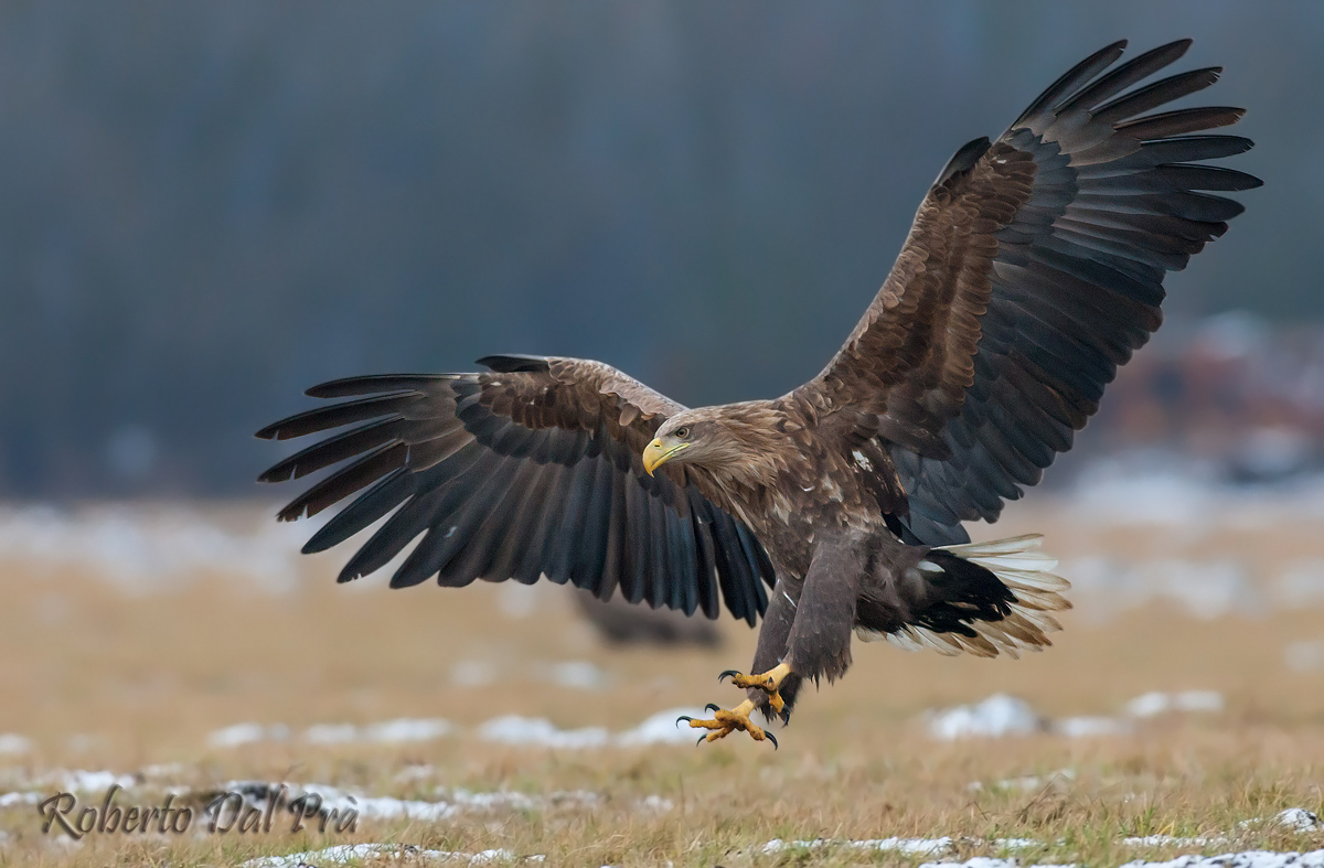 White Tailed Eagle
