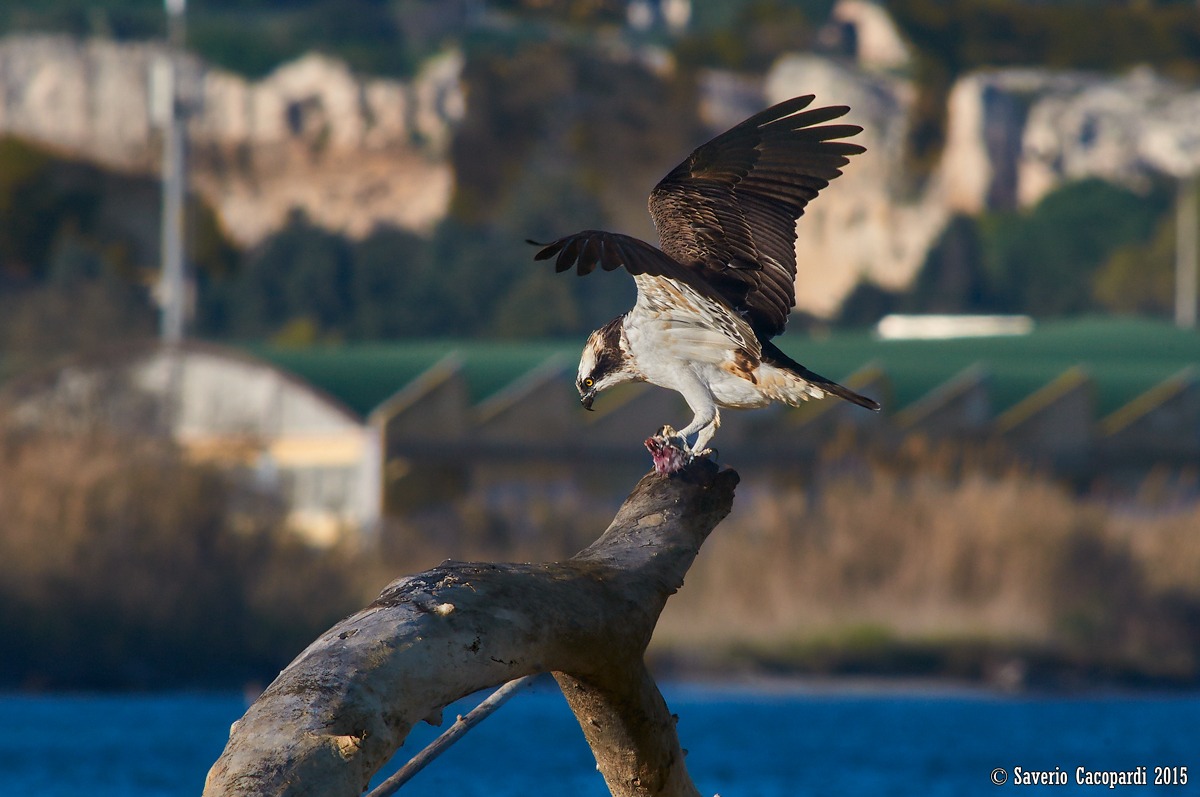 Banchetto a base di salpa