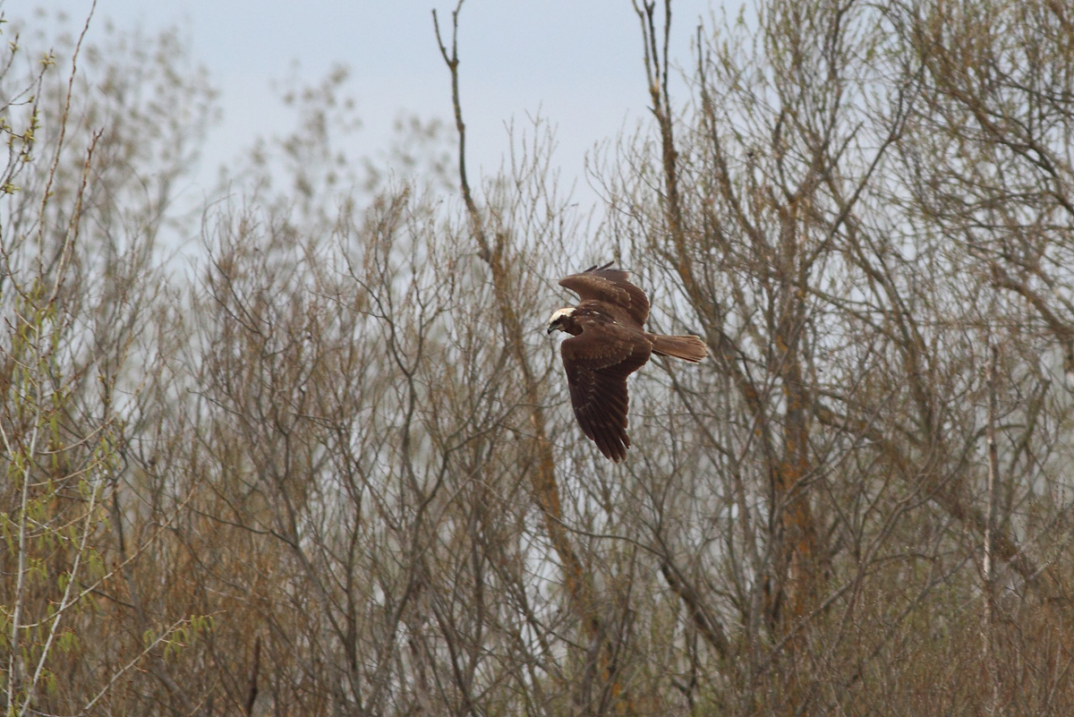 Marsh Harrier