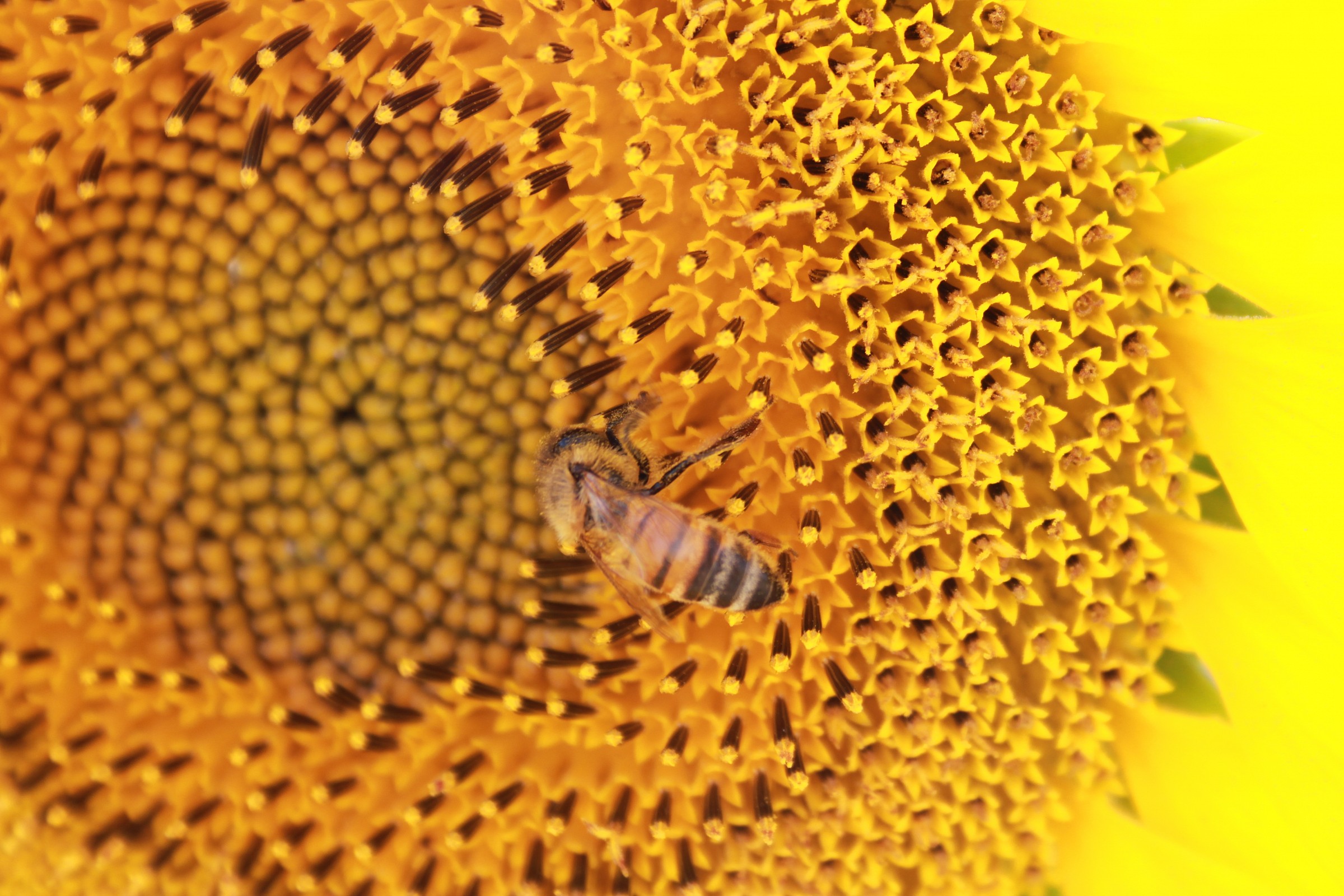 Bee's sunflower