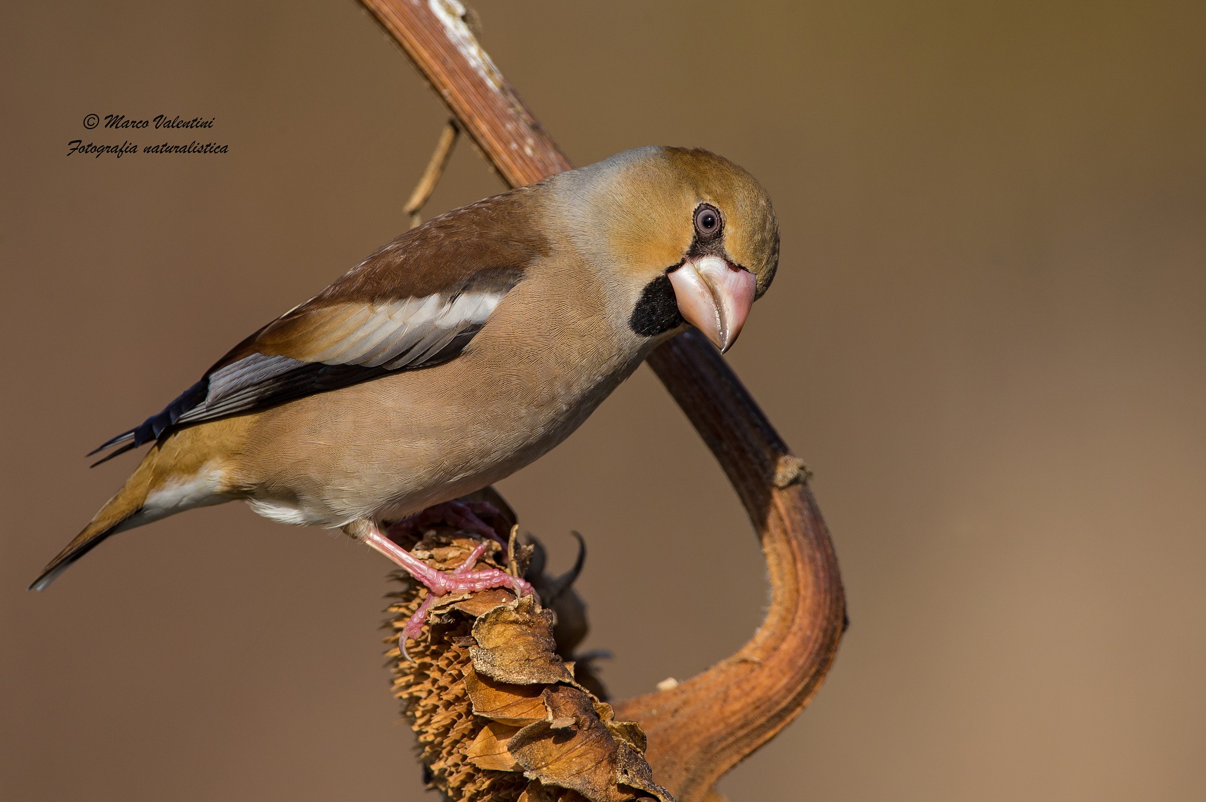 I are photographing?