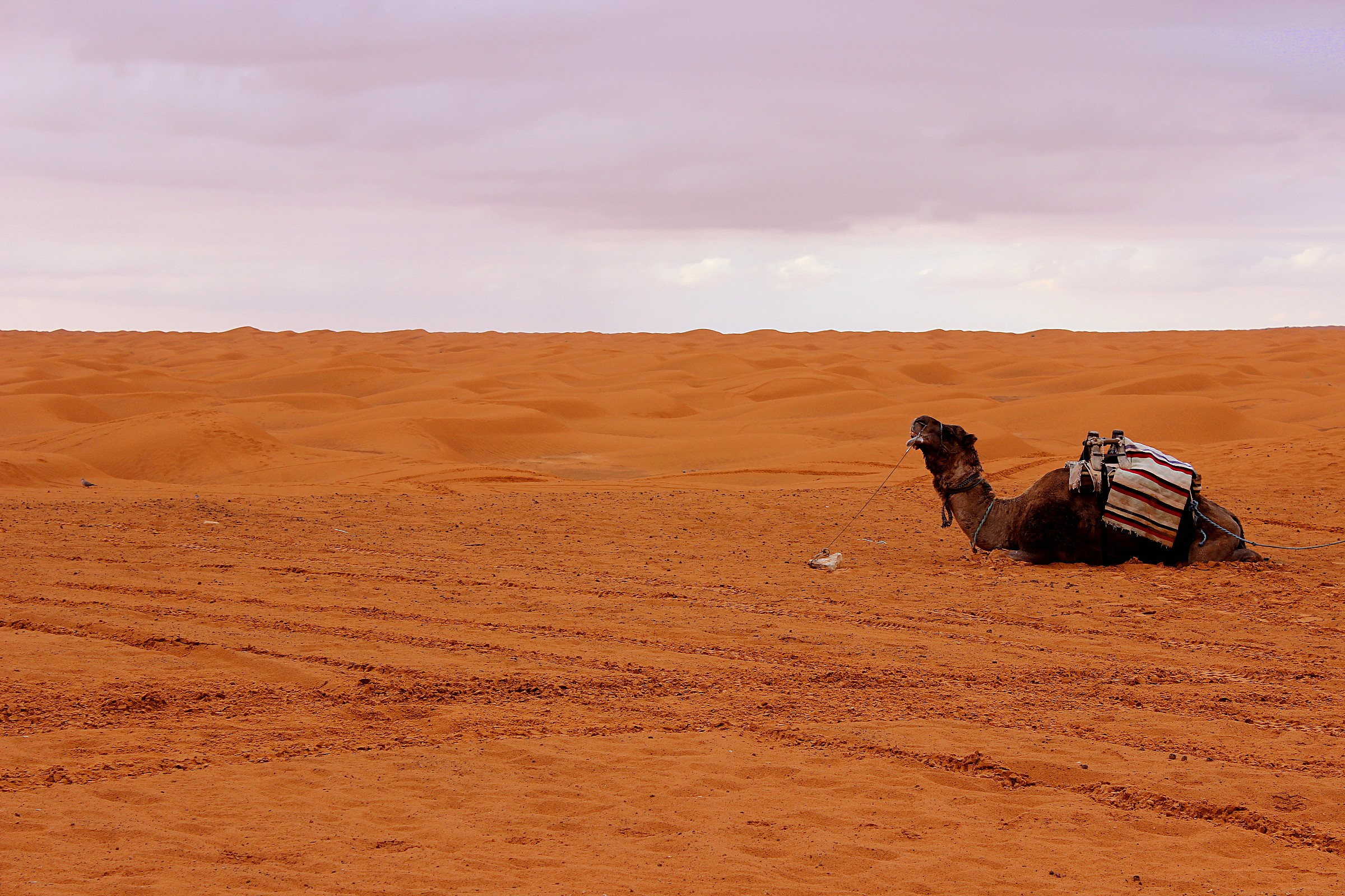 Carovana nel Grand Erg Oriental...