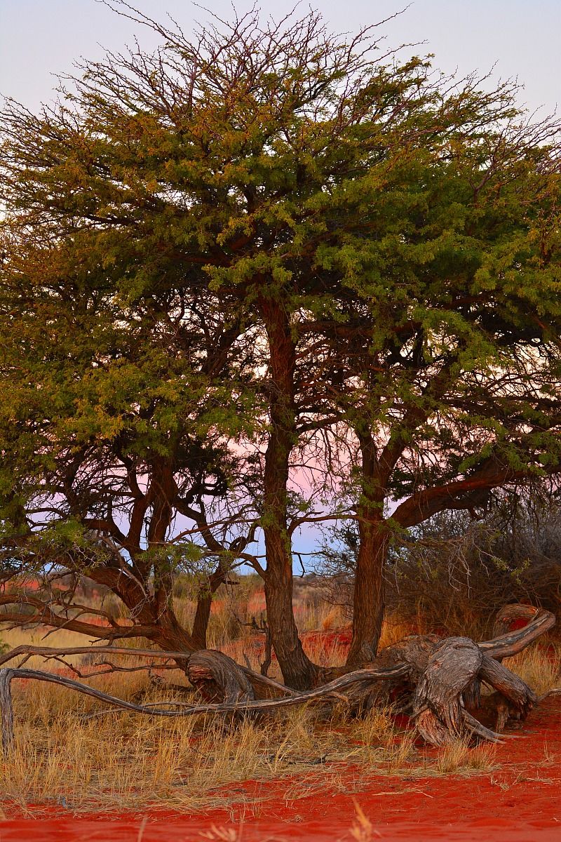 Ai margini del Kalahari, tramonto