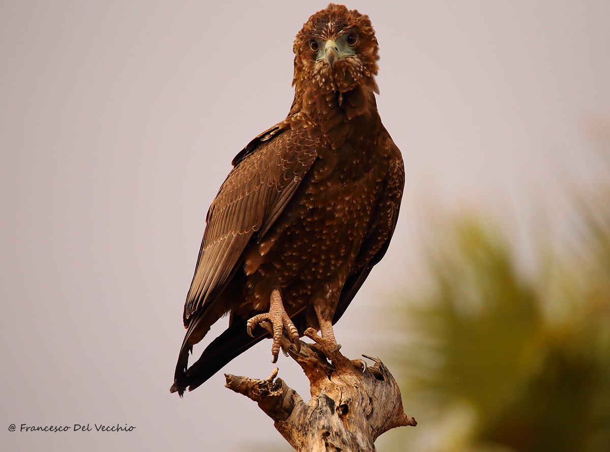 Juvenile Bateleur Eagle