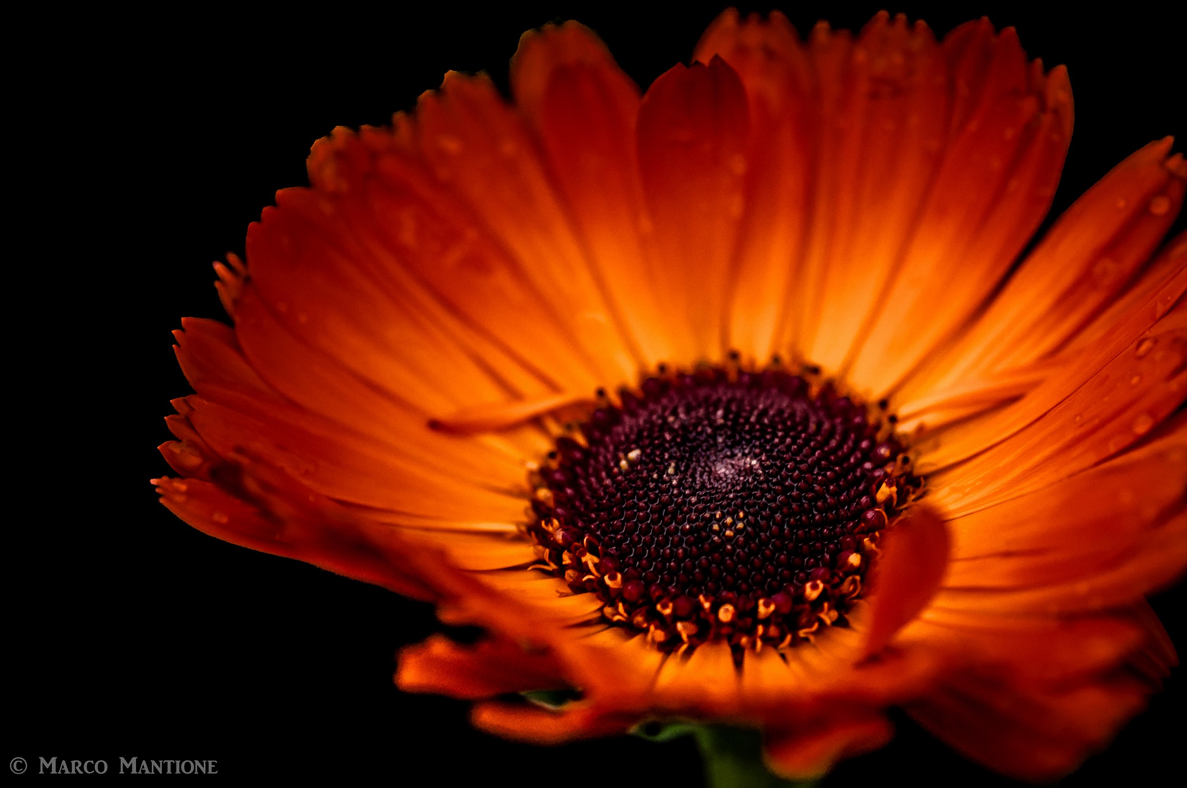 Orange flower