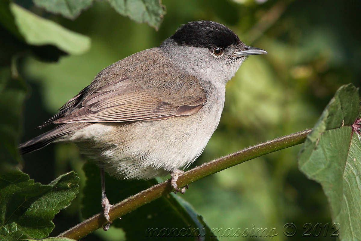 capinera m(Sylvia  atricapilla)