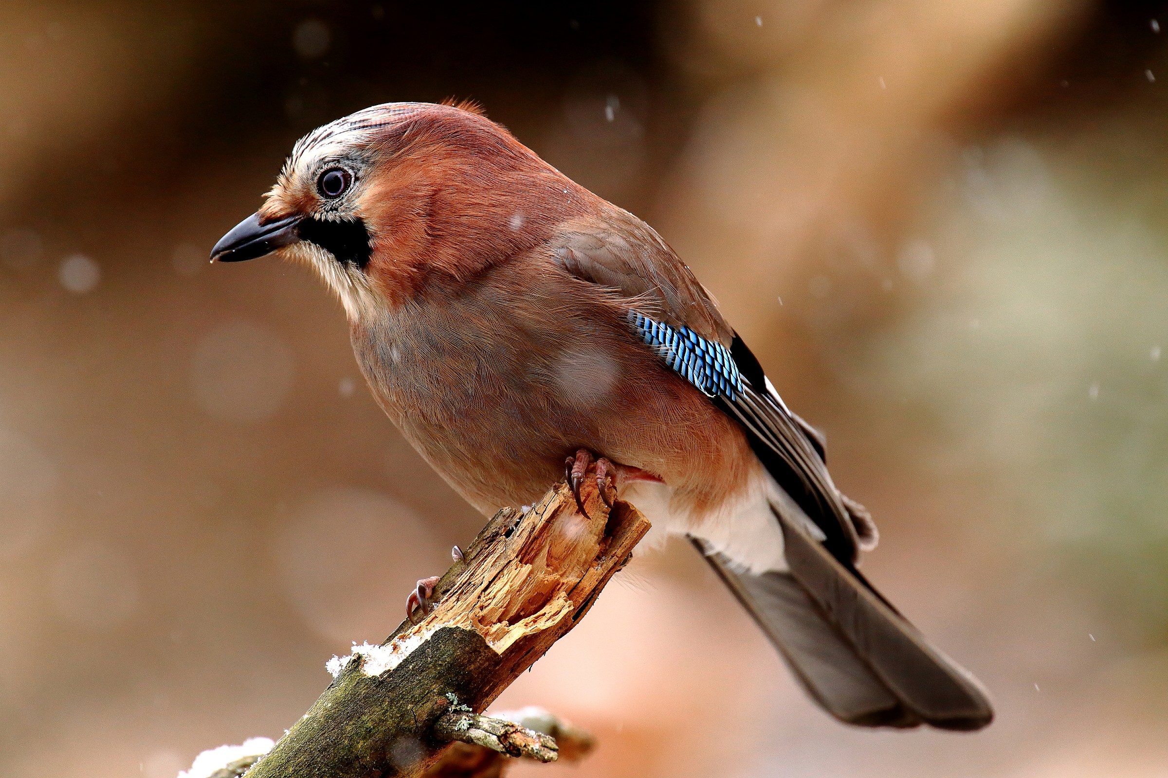 Dettaglio strepitoso della Canon 6D: Da visionare in HD