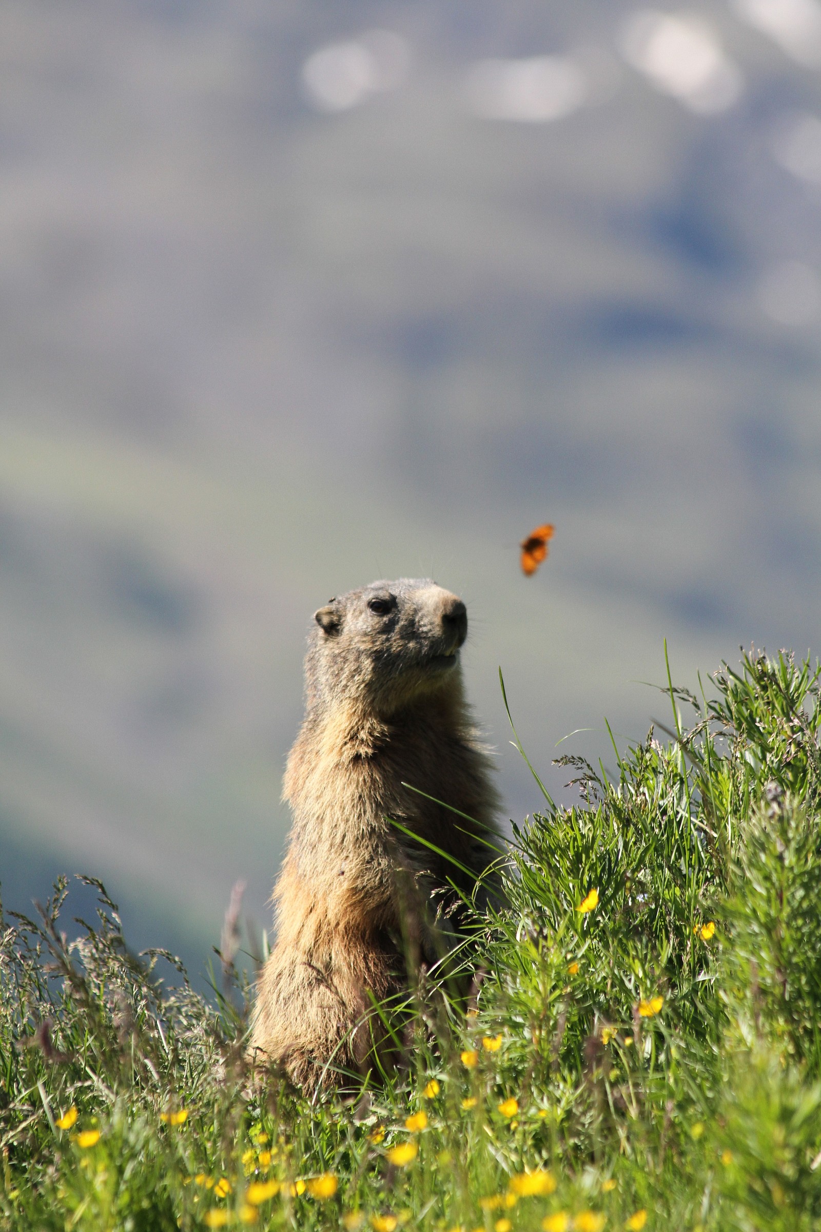 Marmotta